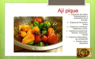 Ají pique
 Especies de chiles
domesticados y
cultivados en el
mundo:
 Capsicum Annumm:
todos
 Capsicum chinense:
habanero y limo.
 Capsicum pubenses:
morron, manzano,
rocoto
 Capsicum Baccatum:
ají campanilla
 Existen otros
silvestres

 