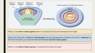 ABC model of flower development crop repro physio | PPTX
