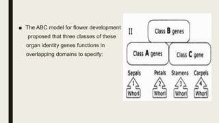 ABC model of flower development crop repro physio | PPTX