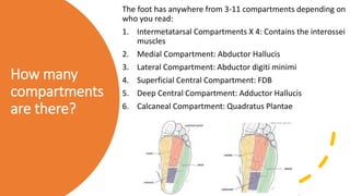 How many
compartments
are there?
The foot has anywhere from 3-11 compartments depending on
who you read:
1. Intermetatarsal Compartments X 4: Contains the interossei
muscles
2. Medial Compartment: Abductor Hallucis
3. Lateral Compartment: Abductor digiti minimi
4. Superficial Central Compartment: FDB
5. Deep Central Compartment: Adductor Hallucis
6. Calcaneal Compartment: Quadratus Plantae
• Compartment Syndrome
• First described by Volkmann. Myerson has good articles/chapters on this topic.
• [Perry MD, Manoli A. Foot compartment syndrome. Orthop Clin North Am. 2001 Jan; 32(1):
103-11.]
• [Myerson M, Manoli A. Compartment syndromes of the foot after calcaneal fractures. Clin
Orthop Relat Res. 1993 May: 142-50.]
• Results when interstitial pressure exceedscapillary hydrostatic pressure, so the
microcirculation shuts down.
• The foot has anywhere from 3-11 compartments depending on who you read:
1. Intermetatarsal Compartments X 4: Contains the interossei muscles
2. Medial Compartment: Abductor Hallucis
3. Lateral Compartment: Abductor digiti minimi
4. Superﬁcial Central Compartment: FDB
5. Deep Central Compartment: Adductor Hallucis
6. Calcaneal Compartment: Quadratus Plantae and lateral plantar artery
7. Dorsal Compartment: EHB and EDB
 