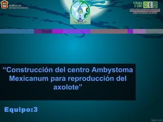 “Construcción del centro Ambystoma
Mexicanum para reproducción del
axolote”
Equipo:3
 
