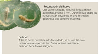 Fecundación del huevo
Una vez fecundado, el huevo llega a medir
aproximadamente 2 mm. Durante esta etapa los
huevos están envueltos en una secreción
gelatinosa que contiene esperma.
Embrión
A las 21 horas de haber sido fecundado, ya es una blástula,
teniendo una superficie lisa. Cuando tiene tres días, el
embrión tiene forma alargada.
 