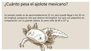 ¿Cuánto pesa el ajolote mexicano?
Su tamaño medio es de aproximadamente 15 cm, pero puede llegar a los 30 cm
de longitud, aunque es raro que alcance tal longitud. Sus ojos son pequeños en
comparación con su grande cabeza. Su peso osila de 60 a 227 g.
 