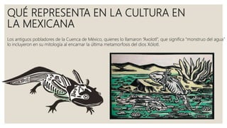 QUÉ REPRESENTA EN LA CULTURA EN
LA MEXICANA
Los antiguos pobladores de la Cuenca de México, quienes lo llamaron “Axolotl”, que significa “monstruo del agua”
lo incluyeron en su mitología al encarnar la última metamorfosis del dios Xólotl.
 
