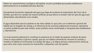 Dados los requerimientos ecológicos del ajolote, es poco probable que pueda establecerse
efectivamente en la totalidad del área descrita.
Actualmente Xochimilco depende del agua que llega de la planta de tratamiento del Cerro de la
Estrella, que llena los canales de manera artificial, ya que ahora no existen más los ojos de agua que
alimentaban naturalmente a los canales.
El agua disponible para los ajolotes es de mala calidad, lo que junto con el deterioro general del
hábitat por el dragado de canales y la influencia de las cercanas poblaciones humanas, representa
un grave problema para este anfibio, quien prefiere zonas sombreadas y tranquilas para establecerse
y reproducirse.
Un inconveniente adicional lo constituye la presencia en el medio de especies exóticas de peces
como la carpa asiática (Cyprinus carpio), que por sus hábitos alimenticios remueve el sustrato y
modifica el hábitat al incrementar la turbidez del agua, o la tilapia africana (Oreochromis niloticus),
que entre otras cosas consume los huevecillos o pequeñas crías del ajolote.
 
