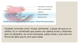 También conocido como “el pez caminante”, a pesar de que es un
anfibio. Es un vertebrado que posee una cabeza ancha y redondos
ojos sin párpados, así como branquias, patas cortas y una cola con
forma de aleta que le sirve para nadar.
 