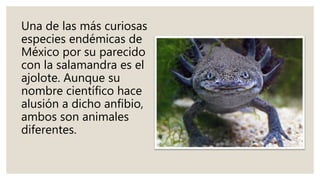 Una de las más curiosas
especies endémicas de
México por su parecido
con la salamandra es el
ajolote. Aunque su
nombre científico hace
alusión a dicho anfibio,
ambos son animales
diferentes.
 