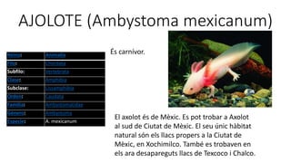 AJOLOTE (Ambystoma mexicanum)
Reino: Animalia
Filo: Chordata
Subfilo: Vertebrata
Clase: Amphibia
Subclase: Lissamphibia
Orden: Caudata
Familia: Ambystomatidae
Género: Ambystoma
Especie: A. mexicanum
És carnívor.
El axolot és de Mèxic. Es pot trobar a Axolot
al sud de Ciutat de Mèxic. El seu únic hàbitat
natural són els llacs propers a la Ciutat de
Mèxic, en Xochimilco. També es trobaven en
els ara desapareguts llacs de Texcoco i Chalco.
 