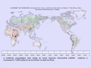A evidência arqueológica mais antiga do nosso Genoma mitocondrial (mtDNA materno) e
cromossomo Y (DNA paterno) se encontram no leste da África
 