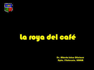La roya del café
Dr. Alberto Julca Otiniano
Dpto. Fitotecnia, UNALM
 