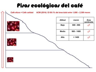 Pisos ecológicos del café
Altitud msnm Área
sembrada
Bajo 600 - 900 ¿?
Medio 900 - 1400 ¿?
Alto > 1400 ¿?
Café altura = Café calidad ACM (2014): El 69.1% del área total entre 1,000 – 2,300 msnm
 