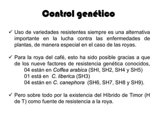 Control genético
 Uso de variedades resistentes siempre es una alternativa
importante en la lucha contra las enfermedades de
plantas, de manera especial en el caso de las royas.
 Para la roya del café, esto ha sido posible gracias a que
de los nueve factores de resistencia genética conocidos,
04 están en Coffea arabica (SHI, SH2, SH4 y SH5)
01 está en C. liberica (SH3)
04 están en C. canephora (SH6, SH7, SH8 y SH9).
 Pero sobre todo por la existencia del Híbrido de Timor (H
de T) como fuente de resistencia a la roya.
 