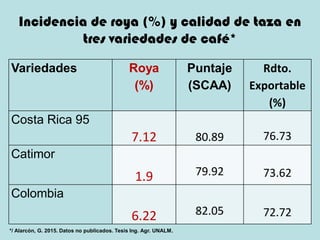 Incidencia de roya (%) y calidad de taza en
tres variedades de café*
Variedades Roya
(%)
Puntaje
(SCAA)
Rdto.
Exportable
(%)
Costa Rica 95
7.12 80.89 76.73
Catimor
1.9 79.92 73.62
Colombia
6.22 82.05 72.72
*/ Alarcón, G. 2015. Datos no publicados. Tesis Ing. Agr. UNALM.
 