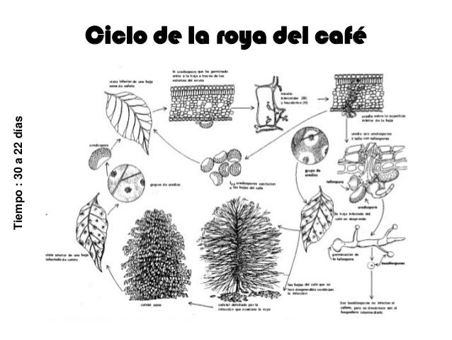 Control De La Roya Del Cafe Control De La Roya Del Cafe