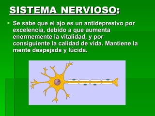 SISTEMA NERVIOSO:
 Se sabe que el ajo es un antidepresivo por
  excelencia, debido a que aumenta
  enormemente la vitalidad, y por
  consiguiente la calidad de vida. Mantiene la
  mente despejada y lúcida.
 