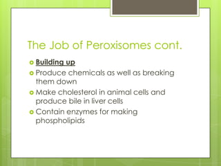 A journey into lysosomes and peroxisomes