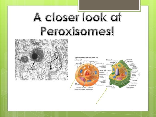 A journey into lysosomes and peroxisomes