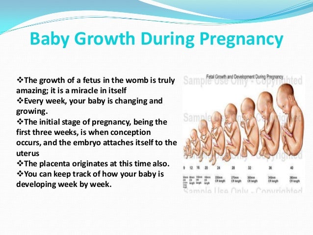 Pregnancy Time Baby Growth Chart