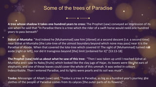 Some of the trees of Paradise
A tree whose shadow it takes one hundred years to cross: The Prophet (saw) conveyed an impression of its
size when he said that "In Paradise there is a tree which the rider of a swift horse would need one hundred
years to pass beneath"
Sidrat al-Muntaha: "And indeed he [Muhammad] saw him [Jibreel] at a second descent [i.e. a second time]
near Sidrat al-Muntaha [the Lote-tree of the utmost boundary beyond which none may pass] near it is the
Paradise of Abode. When that covered the lote-tree which covered it! The sight of [Muhammad] turned not
aside [right or left], nor did it transgress beyond [the] limit [ordained for it]" [53:13-18]
The Prophet (saw) told us about what he saw of this tree: "Then I was taken up until I reached Sidrat al-
Muntaha and I saw its Nabq [fruits] which looked like the clay jugs of Hajar, its leaves were like the ears of
elephants, and one of these leaves could cover the whole of this ummah. It was veiled in colours
indescribable. Then I entered Paradise, and its lights were pearls and its soil was musk".
Tooba: Messenger of Allaah (saw) said, "Tooba is a tree in Paradise, as big as a hundred year's journey; the
clothes of the people of Paradise comes from its calyces [the outer parts of its flowers]"
 