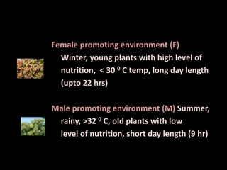 Female promoting environment (F)
Winter, young plants with high level of
nutrition, < 30 0 C temp, long day length
(upto 22 hrs)
Male promoting environment (M) Summer,
rainy, >32 0 C, old plants with low
level of nutrition, short day length (9 hr)
 