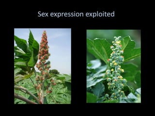 Sex expression exploited
 