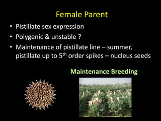 • Pistillate sex expression
• Polygenic & unstable ?
• Maintenance of pistillate line – summer,
pistillate up to 5th order spikes – nucleus seeds
Female Parent
Maintenance Breeding
 