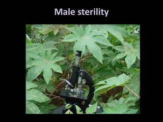Male sterility
 