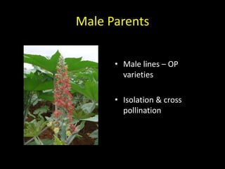 Male Parents
• Male lines – OP
varieties
• Isolation & cross
pollination
 