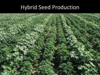 Hybrid Seed Production
 