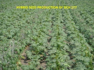 HYBRID SEED PRODUCTION OF DCH 177
 