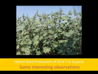 Hybrid Seed Production of GCH 7 in Gujarat
Some interesting observations
 