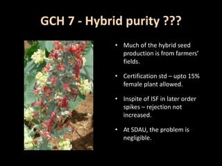 GCH 7 - Hybrid purity ???
• Much of the hybrid seed
production is from farmers’
fields.
• Certification std – upto 15%
female plant allowed.
• Inspite of ISF in later order
spikes – rejection not
increased.
• At SDAU, the problem is
negligible.
 