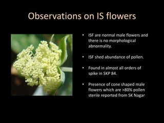 Observations on IS flowers
• ISF are normal male flowers and
there is no morphological
abnormality.
• ISF shed abundance of pollen.
• Found in almost all orders of
spike in SKP 84.
• Presence of cone shaped male
flowers which are >80% pollen
sterile reported from SK Nagar
 
