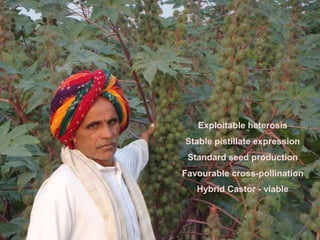 Exploitable heterosis
Stable pistillate expression
Standard seed production
Favourable cross-pollination
Hybrid Castor - viable
 