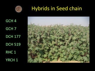 Hybrids in Seed chain
GCH 4
GCH 7
DCH 177
DCH 519
RHC 1
YRCH 1
 