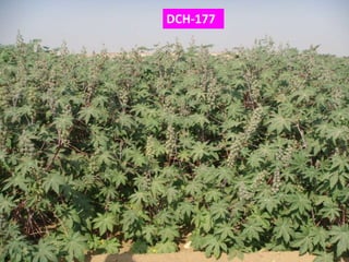 DCH-177
 