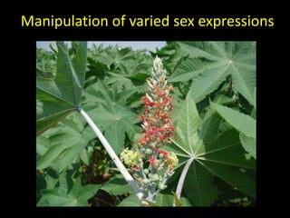 Manipulation of varied sex expressions
 