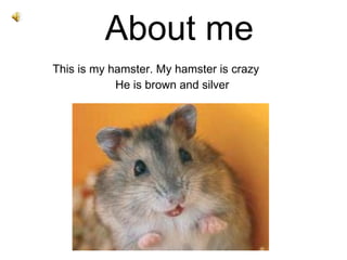 About me This is my hamster. My hamster is crazy He is brown and silver 