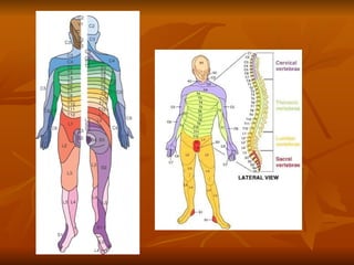 Spinal Presentation AJ spinal cord 2 presentation basic lesson | PPT
