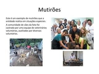 Mutirões
Este é um exemplo de mutirões que a
entidade realiza em situações especiais.
A comunidade de cães da foto foi
castrada por uma equipe de veterinários
voluntários, auxiliados por diversos
voluntários.
 