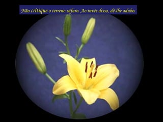 Não  critique  o terreno sáfaro. Ao invés disso, dê-lhe adubo. 