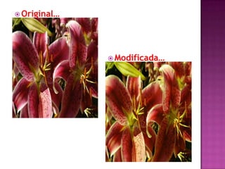 Original…Modificada…