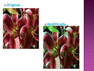 Original…Modificada…