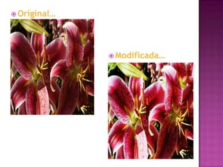 Original…Modificada…