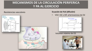 MECANISMOS DE LA CIRCULACIÓN PERIFERICA
Y PA AL EJERCICIO
Resistencias vasculares Ecuación de Fick (difusión)
• VO2 =GC x Dif. arteriovenosa de O2
Volumen máximo de O2
 