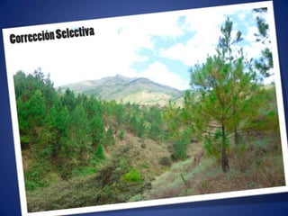 Ajustes de photoshop