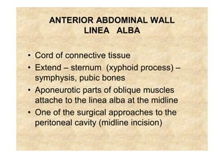 Clinical anatomy abdomin and details about this | PDF