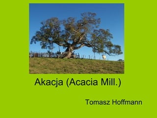 Akacja (Acacia Mill.)  Tomasz Hoffmann 