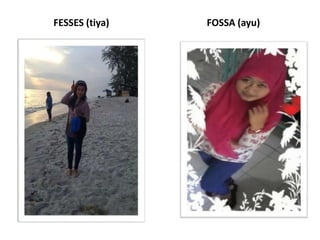 FESSES (tiya)

FOSSA (ayu)

 