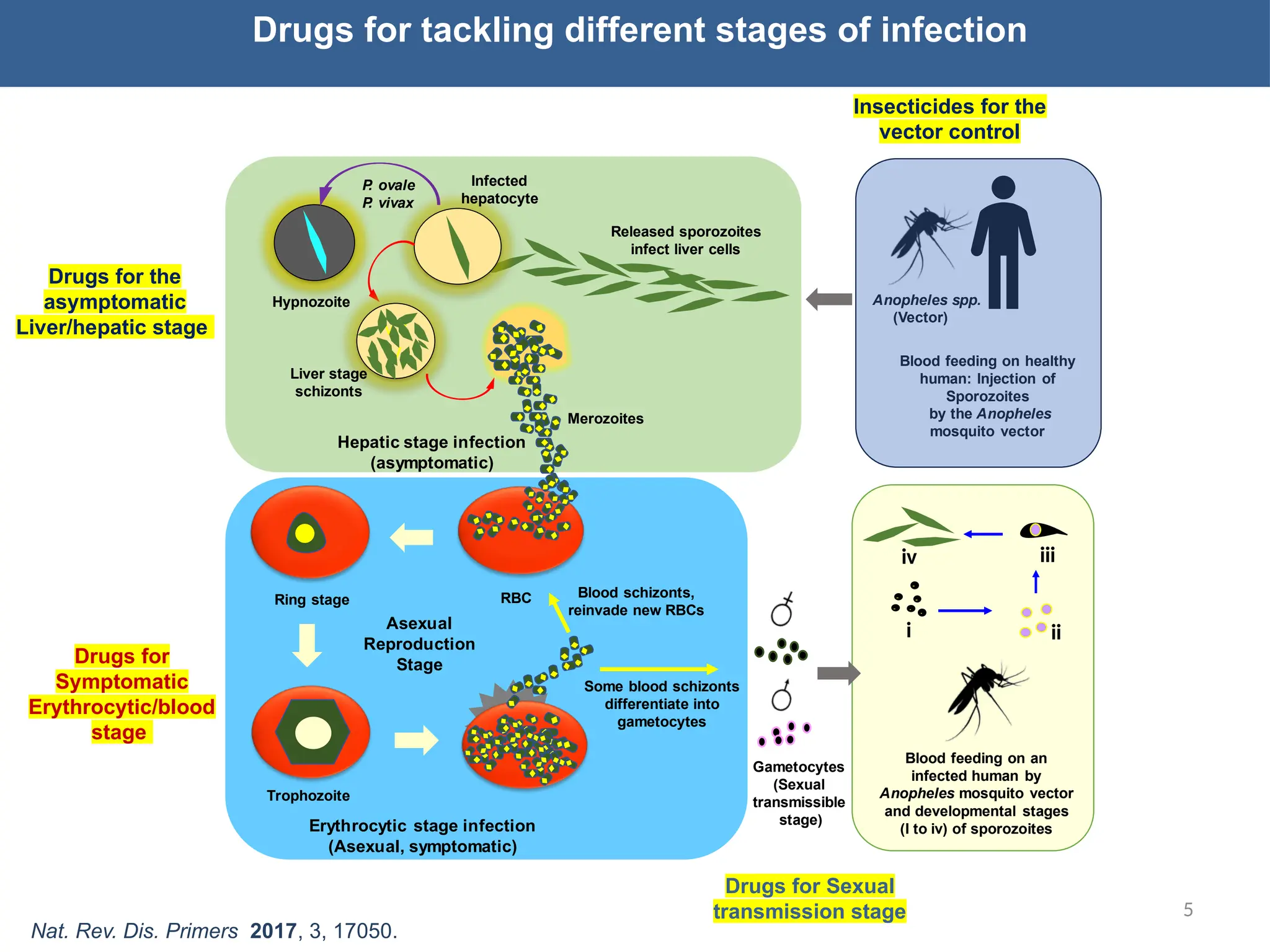 The Hybrid Antimalarial Approach. Targeting Multiple stages of Life ...